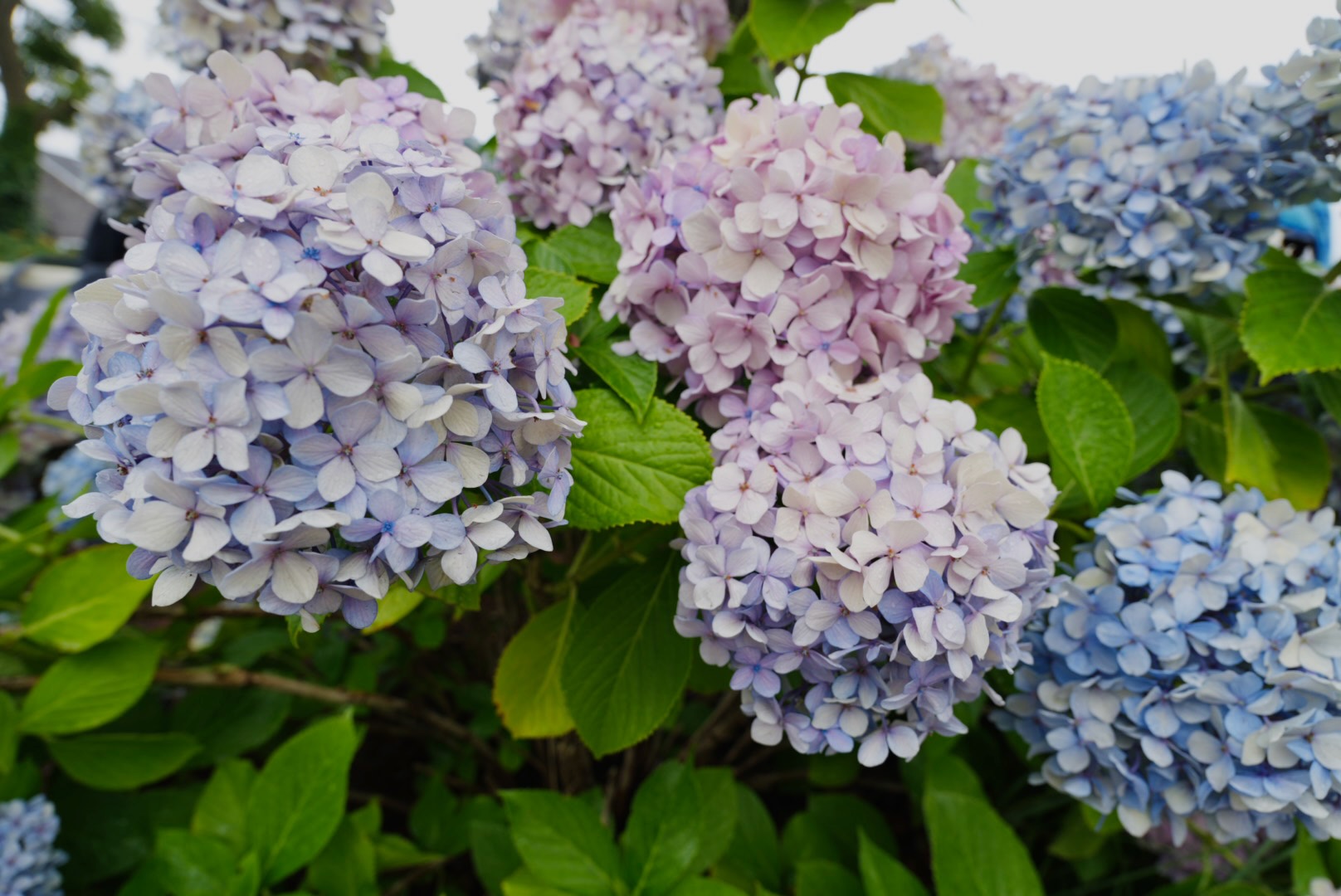 Blue & purple hydrangeas