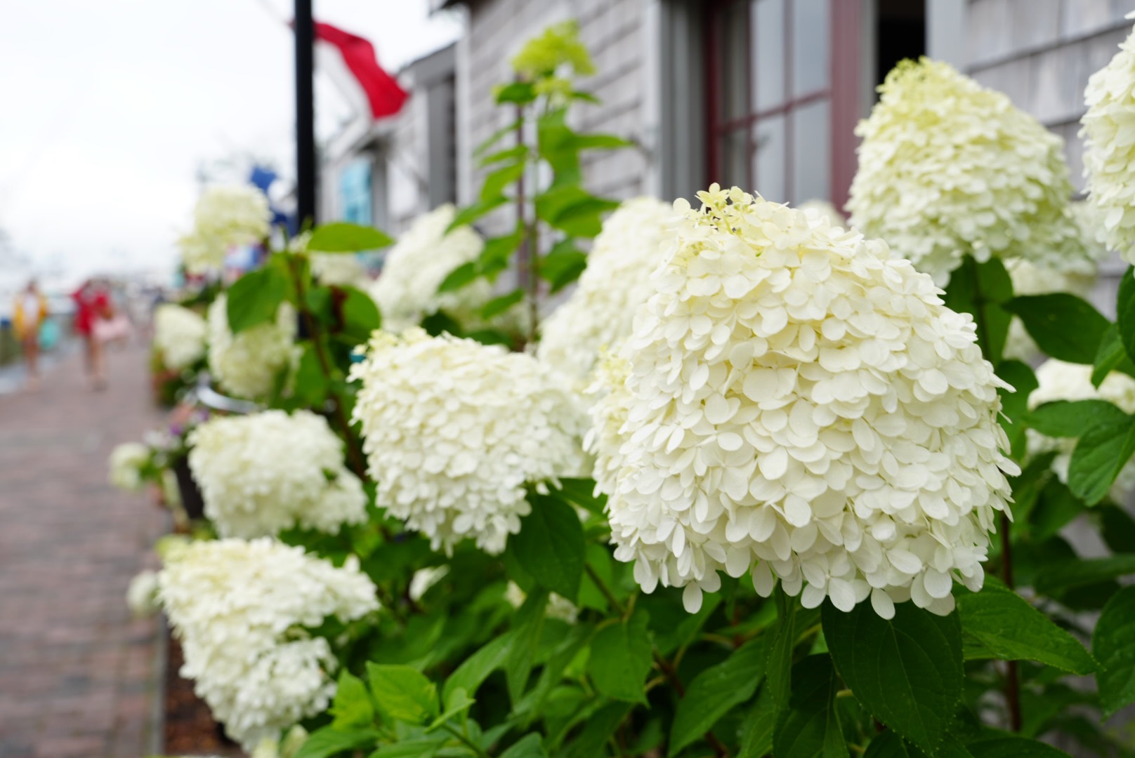 White hydrangeas