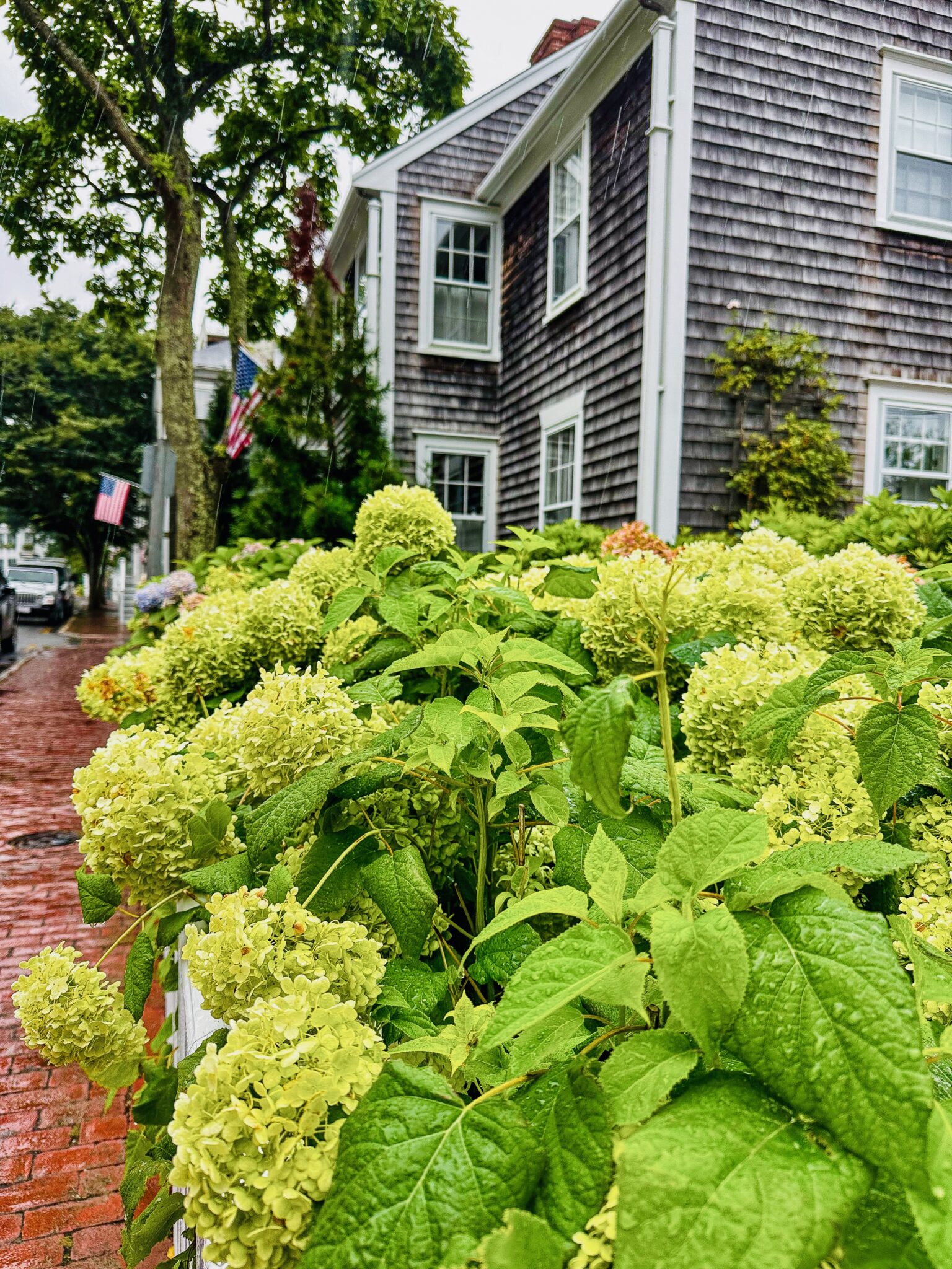 Green hydrangeas in front of houses in Nantucket