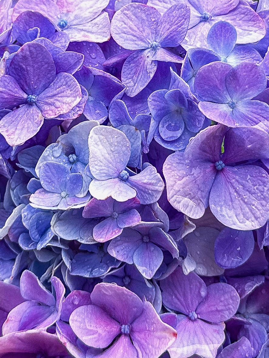 Purple hydrangea