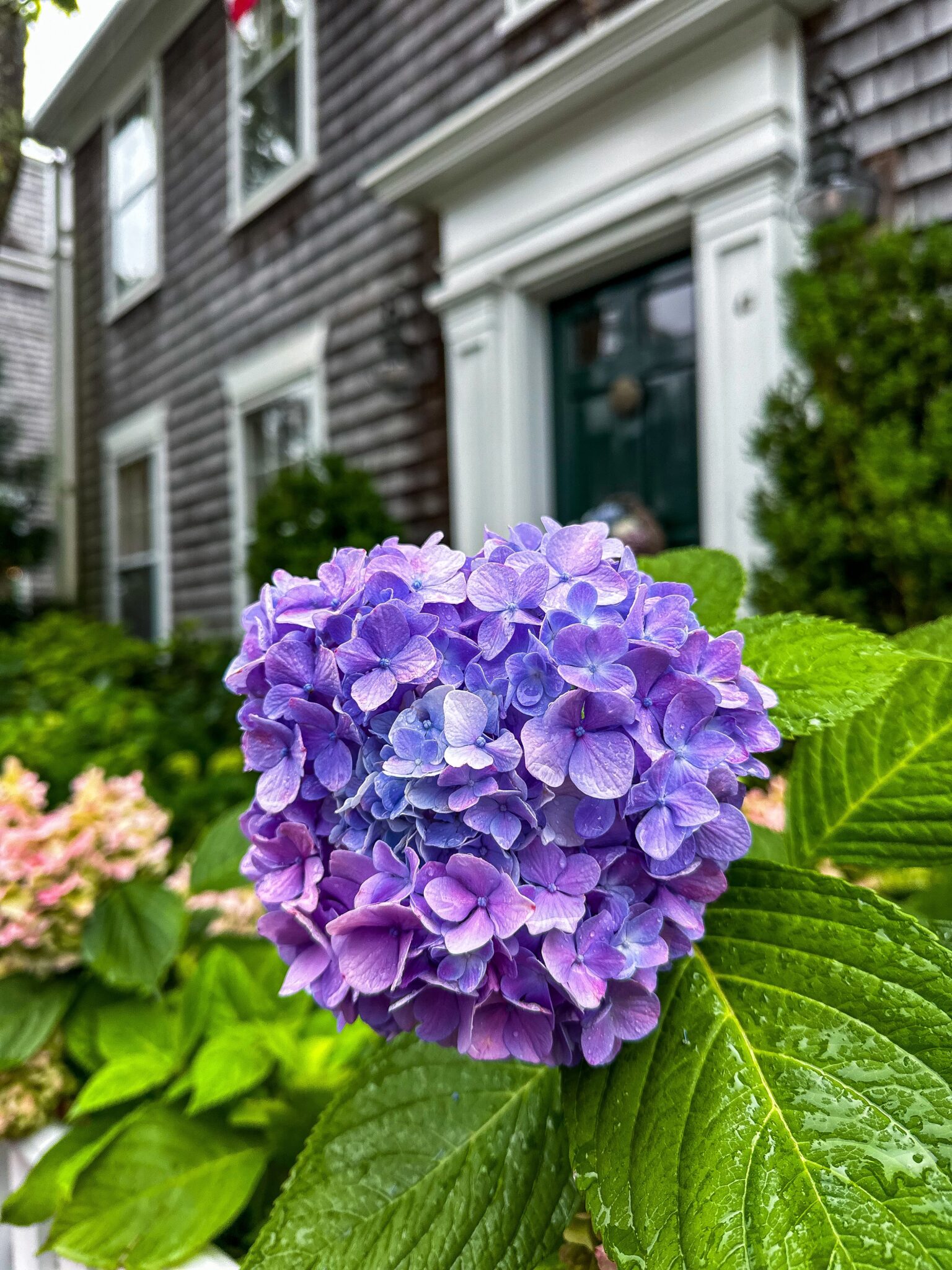 Purple hydrangea in Nantucket